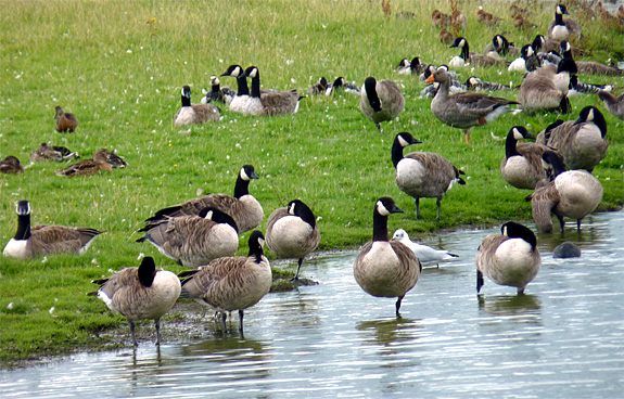 Dee Estuary News April 2012