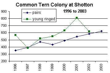 Common tern graph
