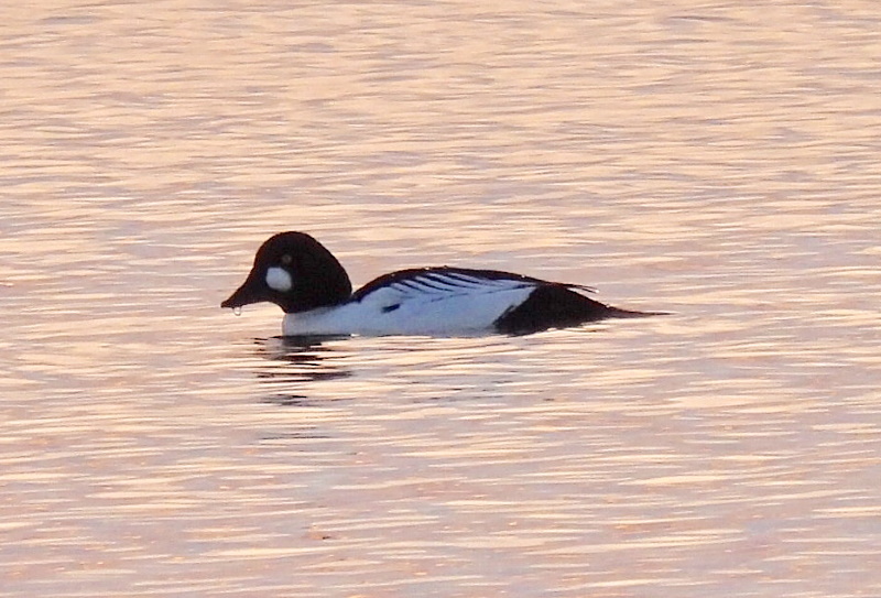 Dee Estuary Birds Birdwatching Birding And Twitching