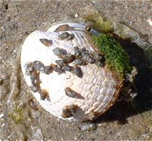 Hydrobia snails