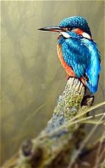 Kingfisher painting
