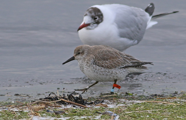 Dee Estuary News November 2019