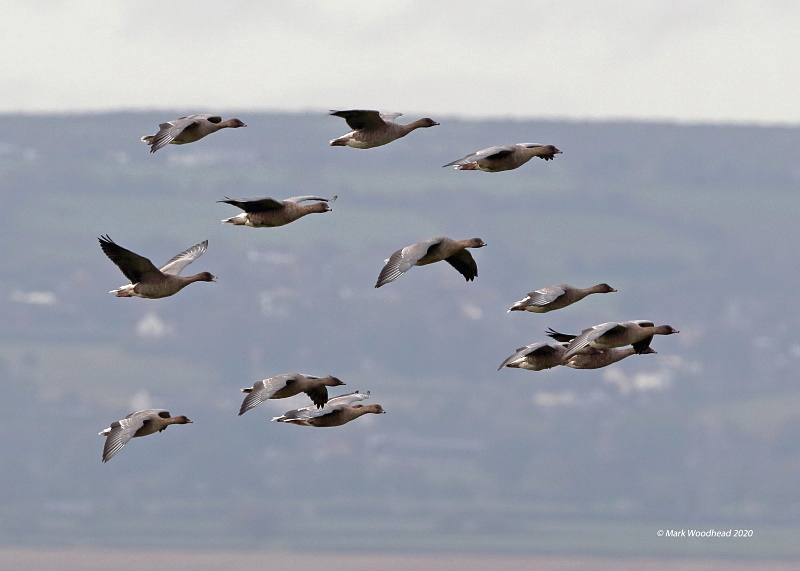 Canada goose hotsell oslo 2018