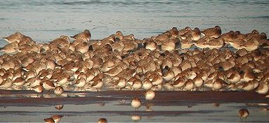 wader roost