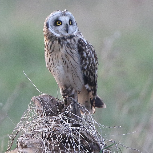 Dee Estuary News March 2019