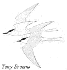 Terns Sketch