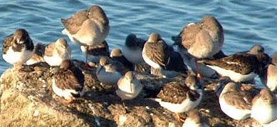 Marine Lake roost